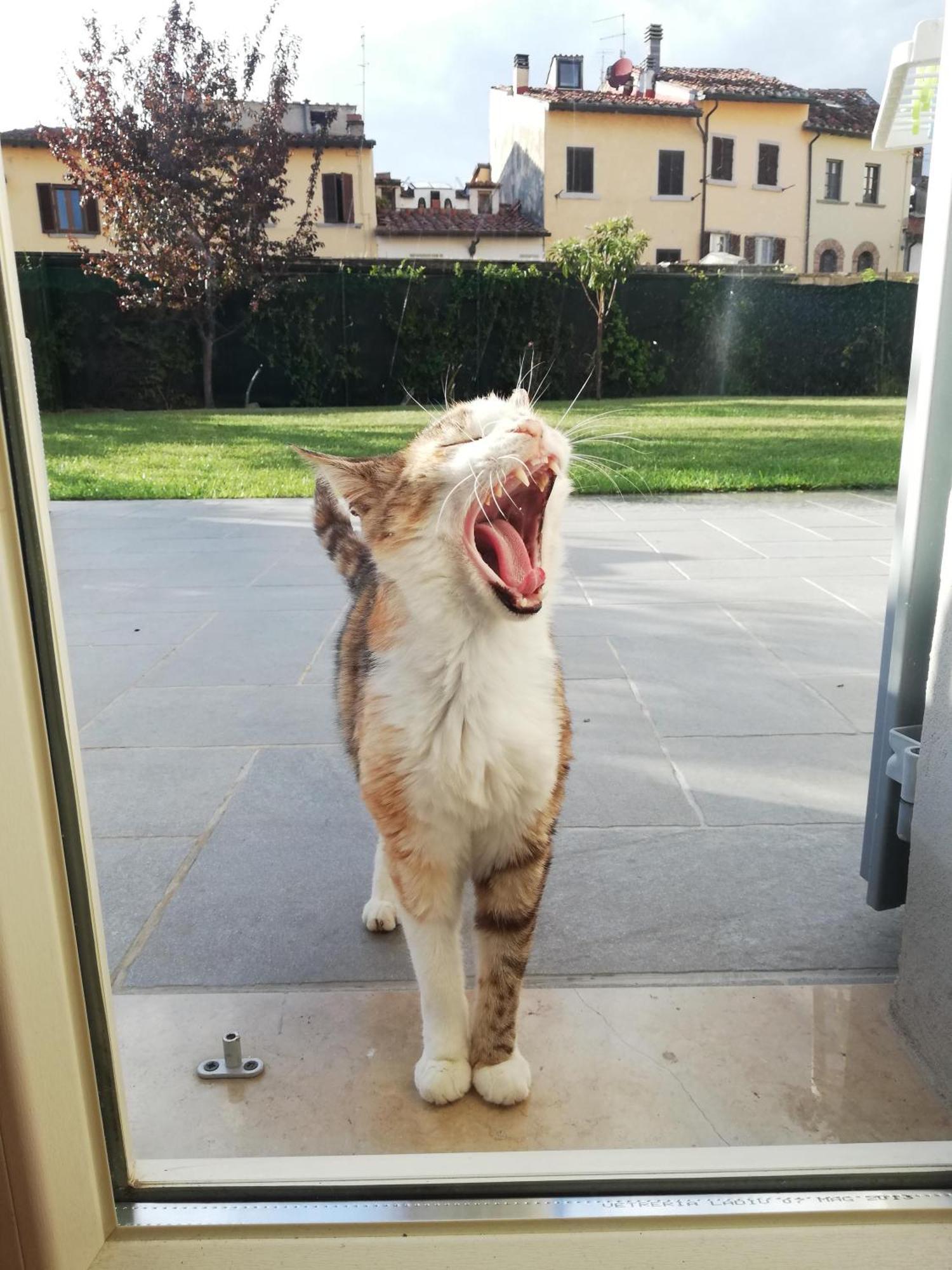 Casa Di Pietro Aretino, Arezzo Centro Storico 4-8 Letti Leilighet Eksteriør bilde
